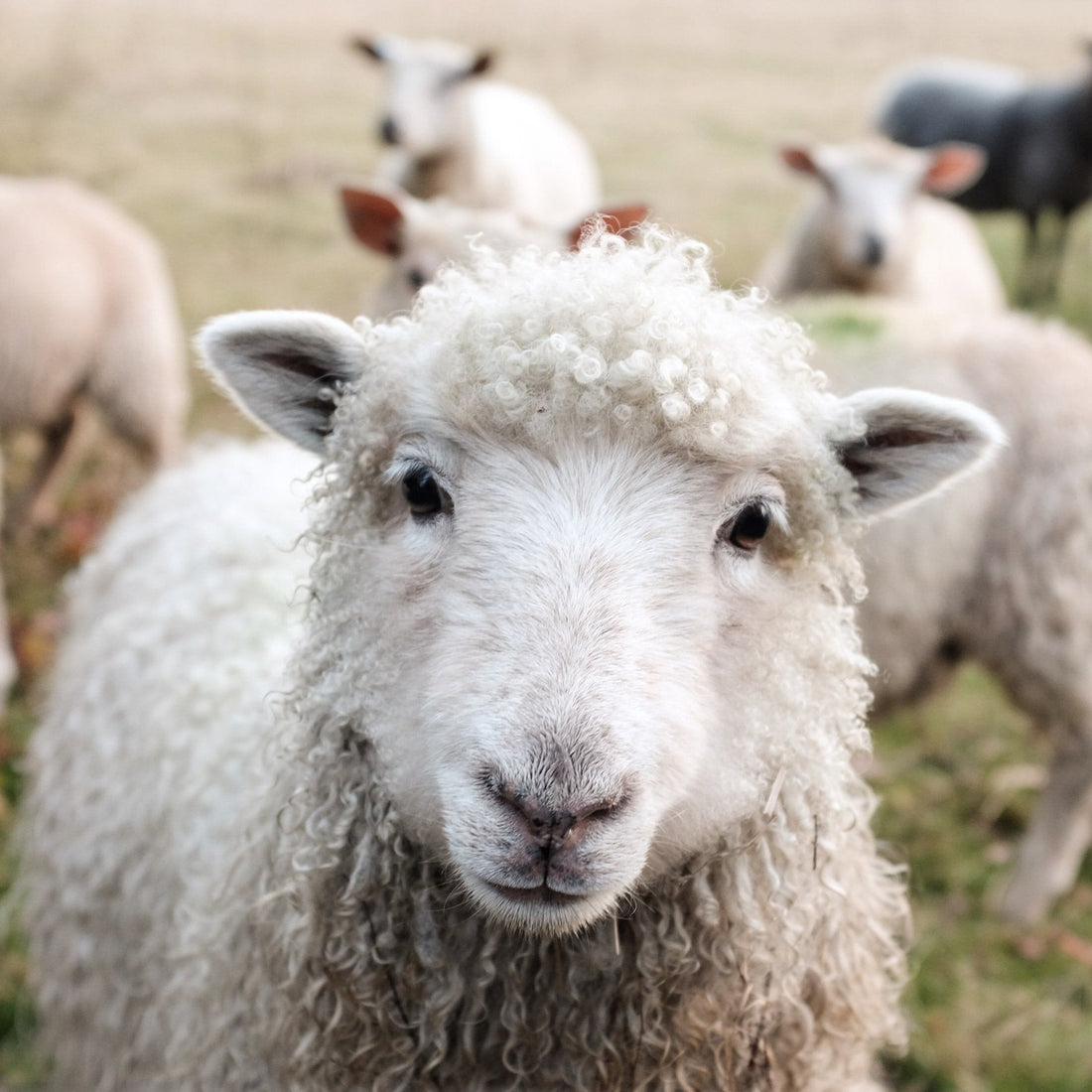 A sheep stands in a field surrounded by other sheep, showcasing the beauty of wool for knitting projects.