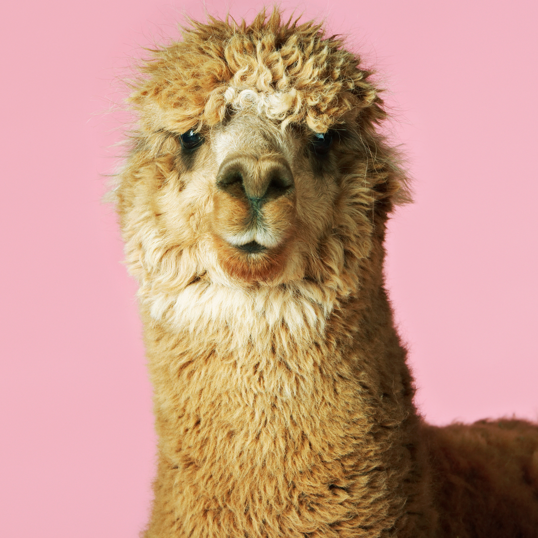 Close-up of an alpaca against a pink background, showcasing the most sustainable yarn in knitting