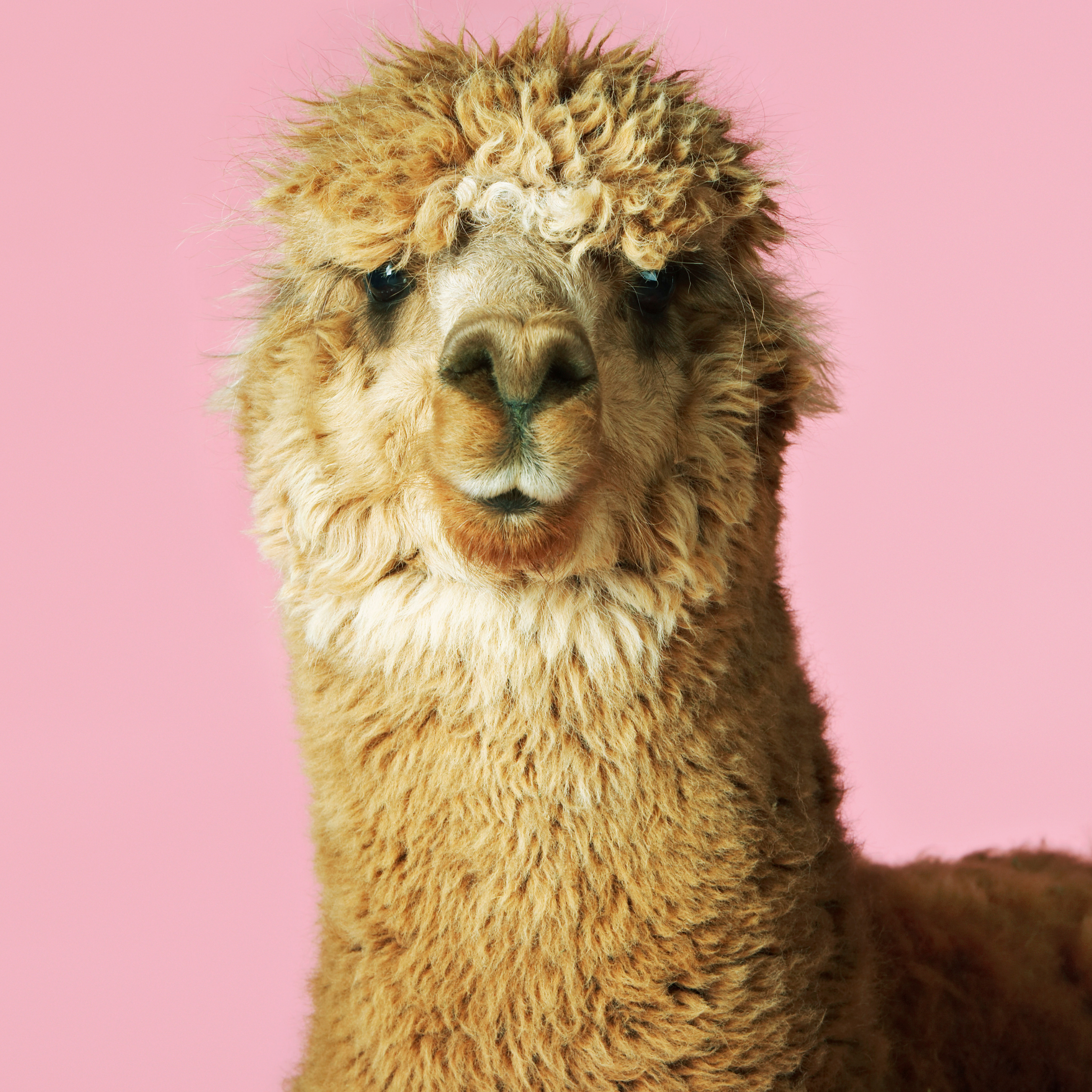 Close-up of an alpaca against a pink background, showcasing the most sustainable yarn in knitting